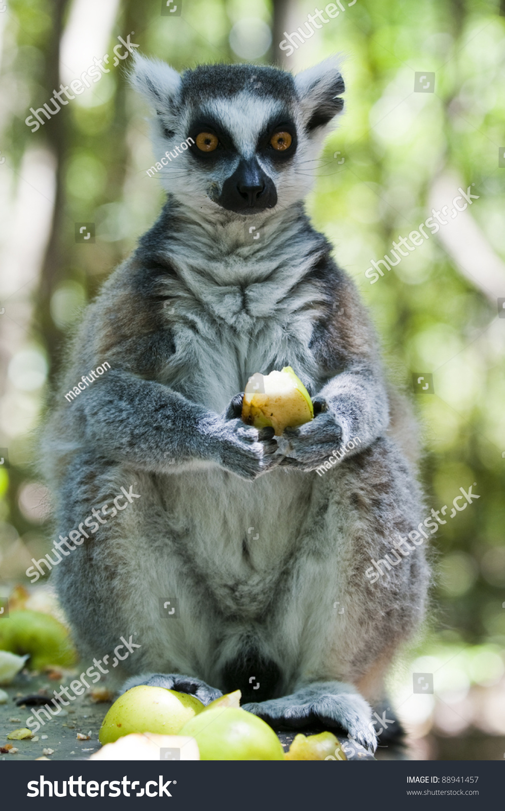 ring tailed lemur eating