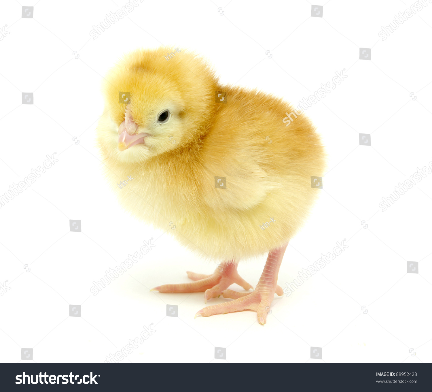 Chicken Stock Photo 88952428 | Shutterstock