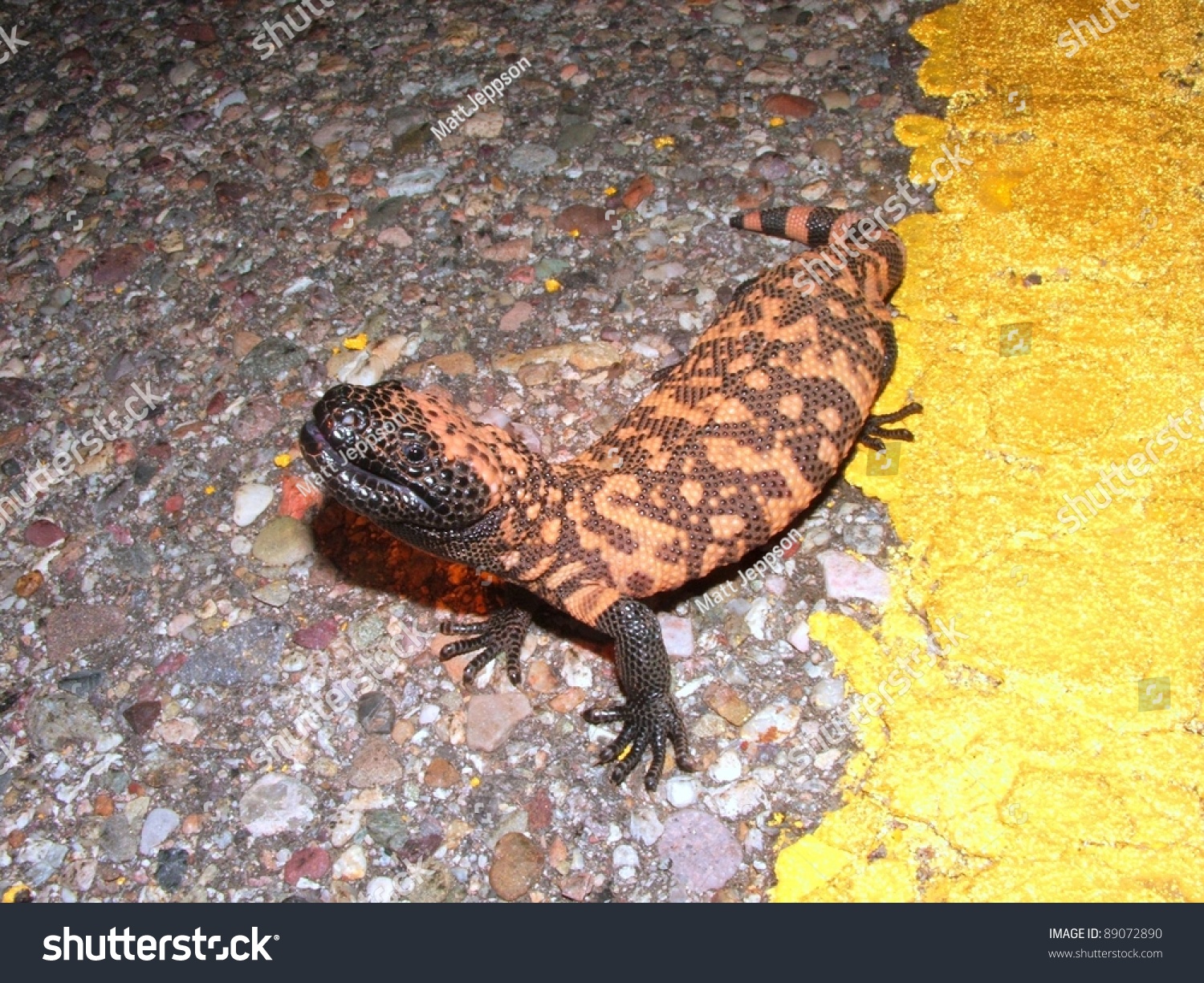 banded gila monster