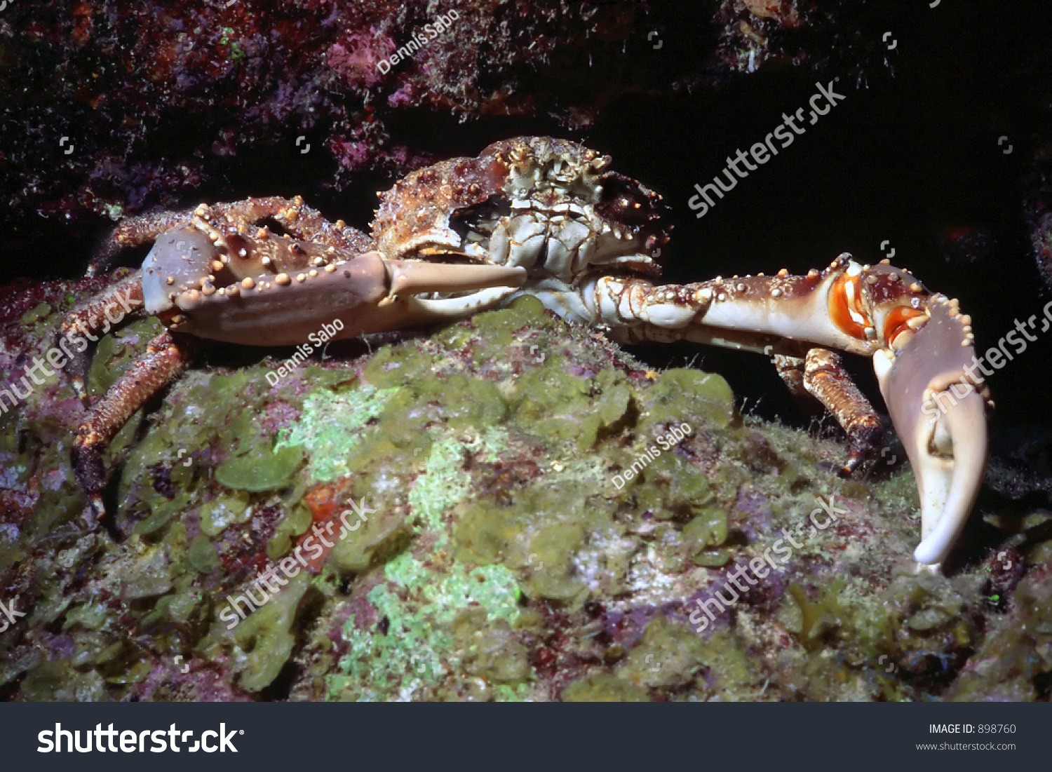 Spider Crab Crevice During Night Dive Stock Photo 898760 | Shutterstock