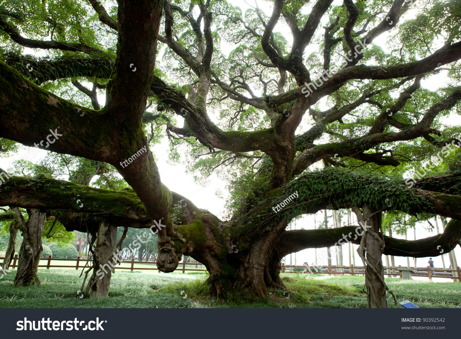 18,944 Old Banyan Tree Images, Stock Photos & Vectors | Shutterstock