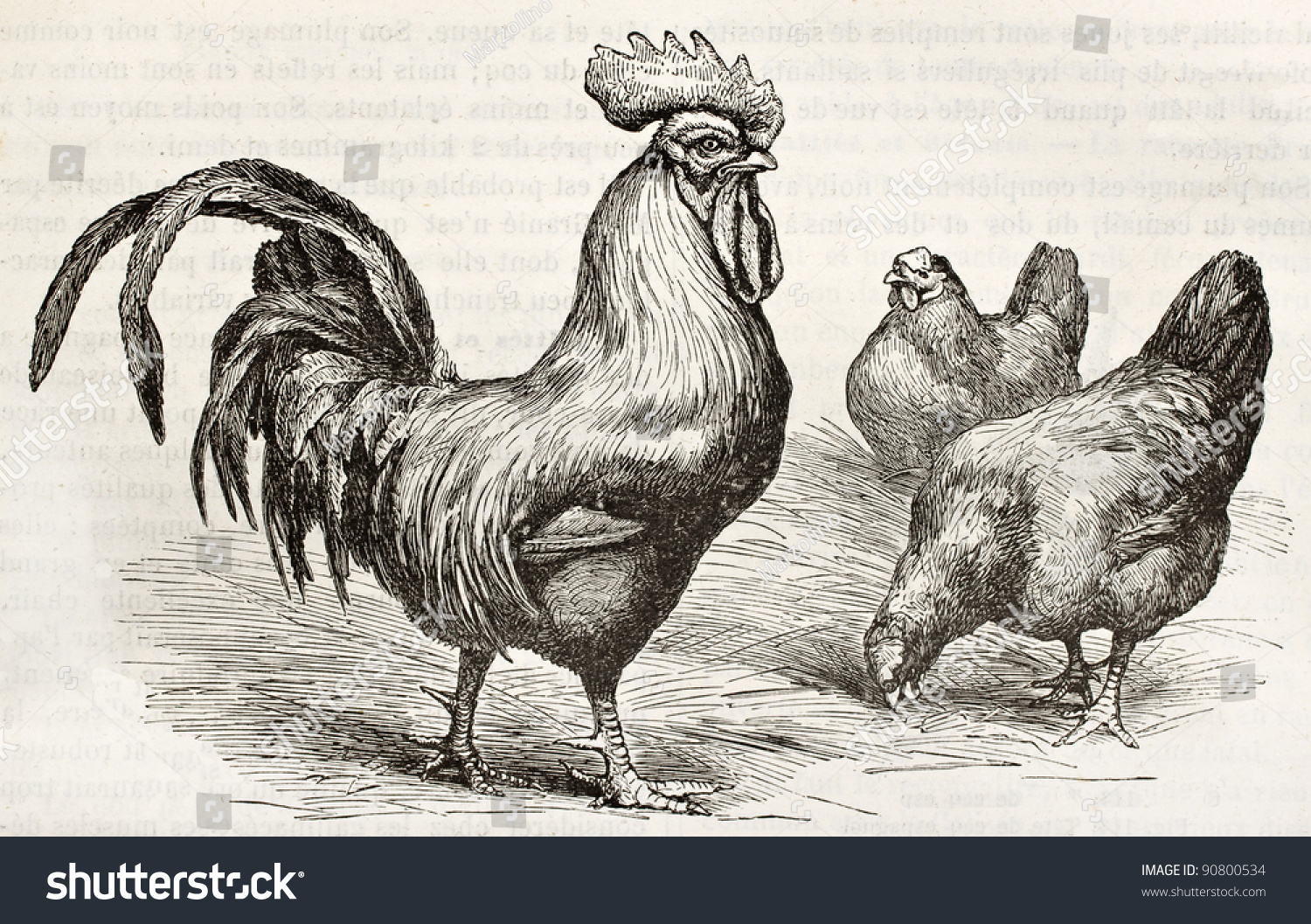 Dorking Chicken Old Illustration Created By Stock Photo 90800534 ...