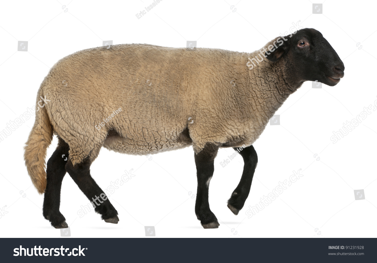 Female Suffolk Sheep Ovis Aries 2 Stock Photo 91231928 Shutterstock