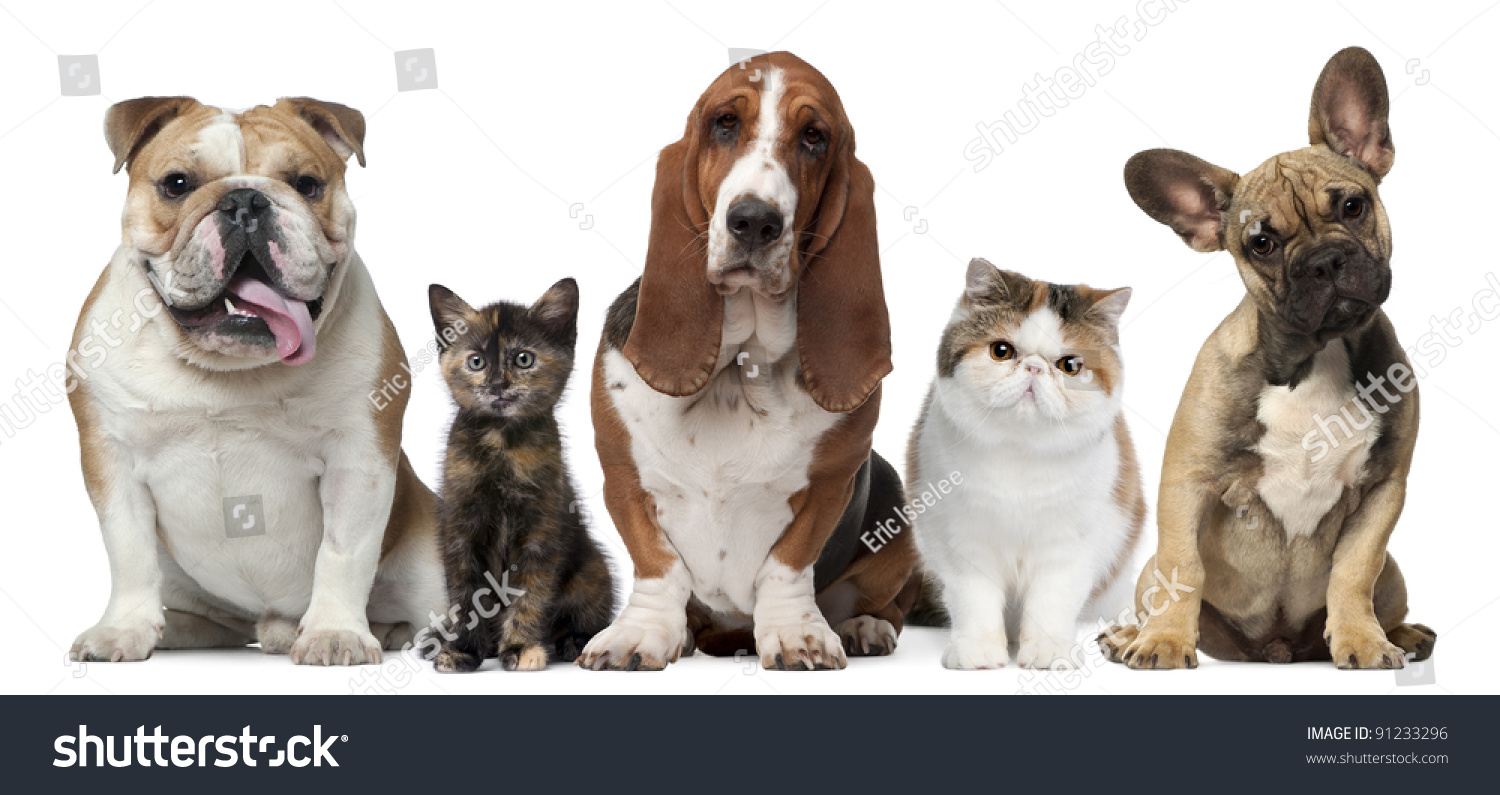 Group Cats Dogs Front White Background Stock Photo 91233296 | Shutterstock