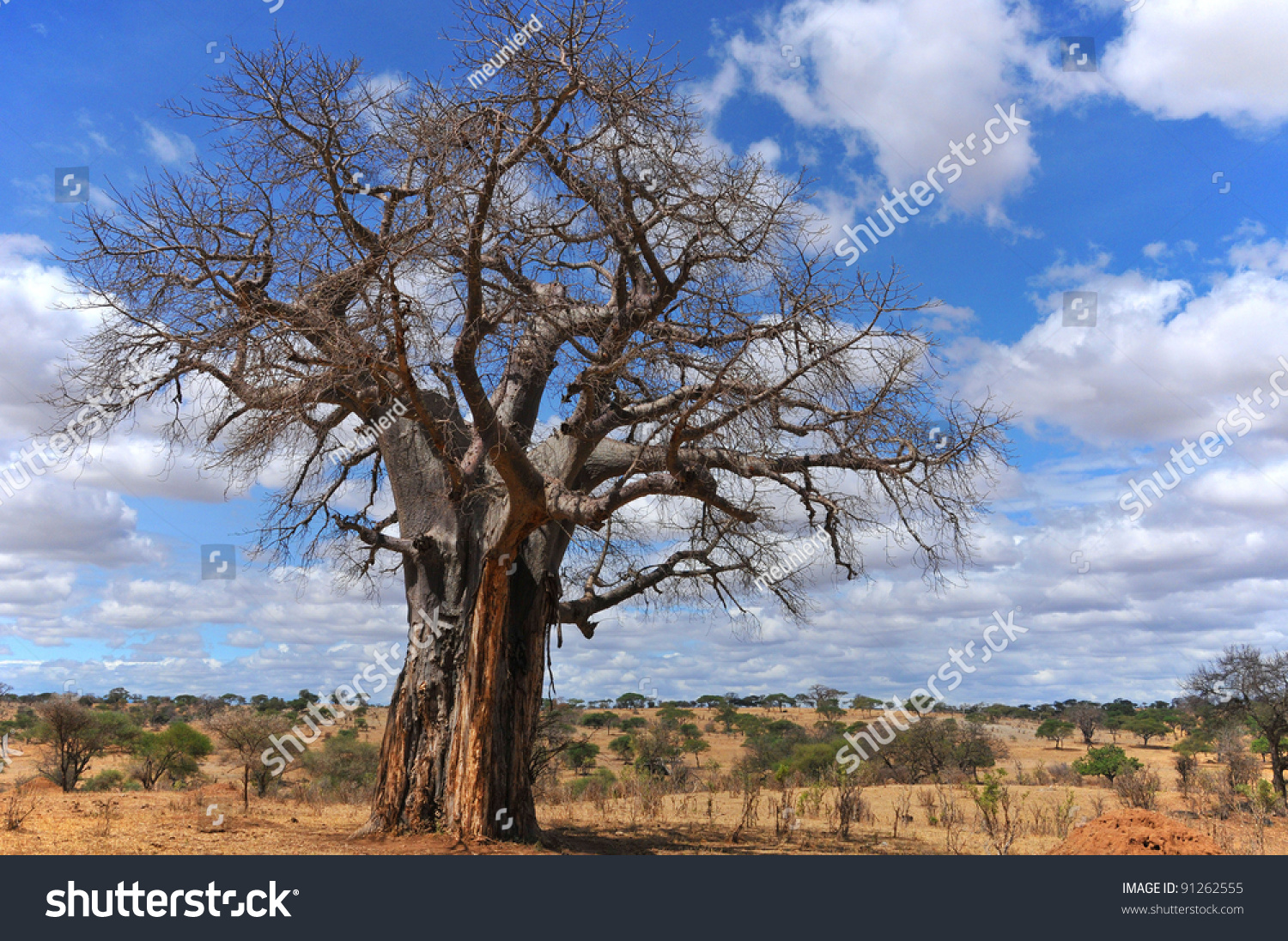 Baobab Boab Boaboa Bottle Tree Upsidedown Stock Photo 91262555 ...