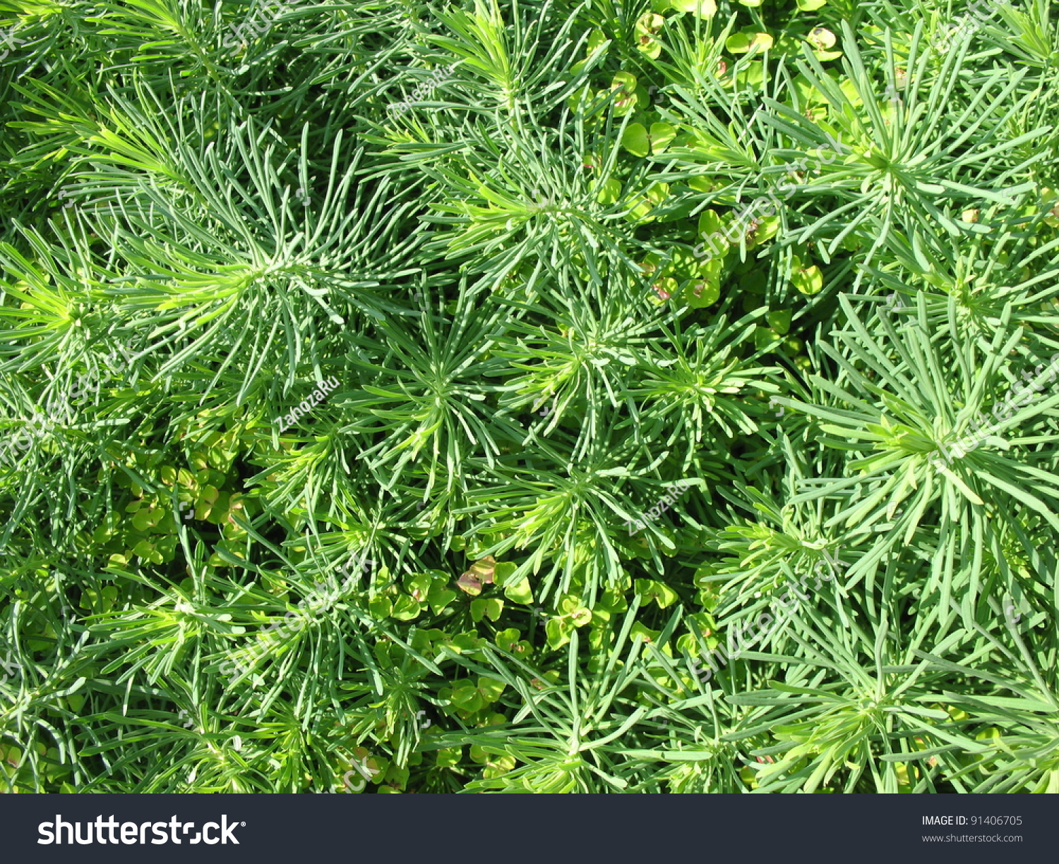 Молочай кипарисовый семена. Молочай кипарисовый (Euphorbia cyparissias). Молочай кипарисовый елочка. Молочай Даурский. Трава с игольчатыми листьями.