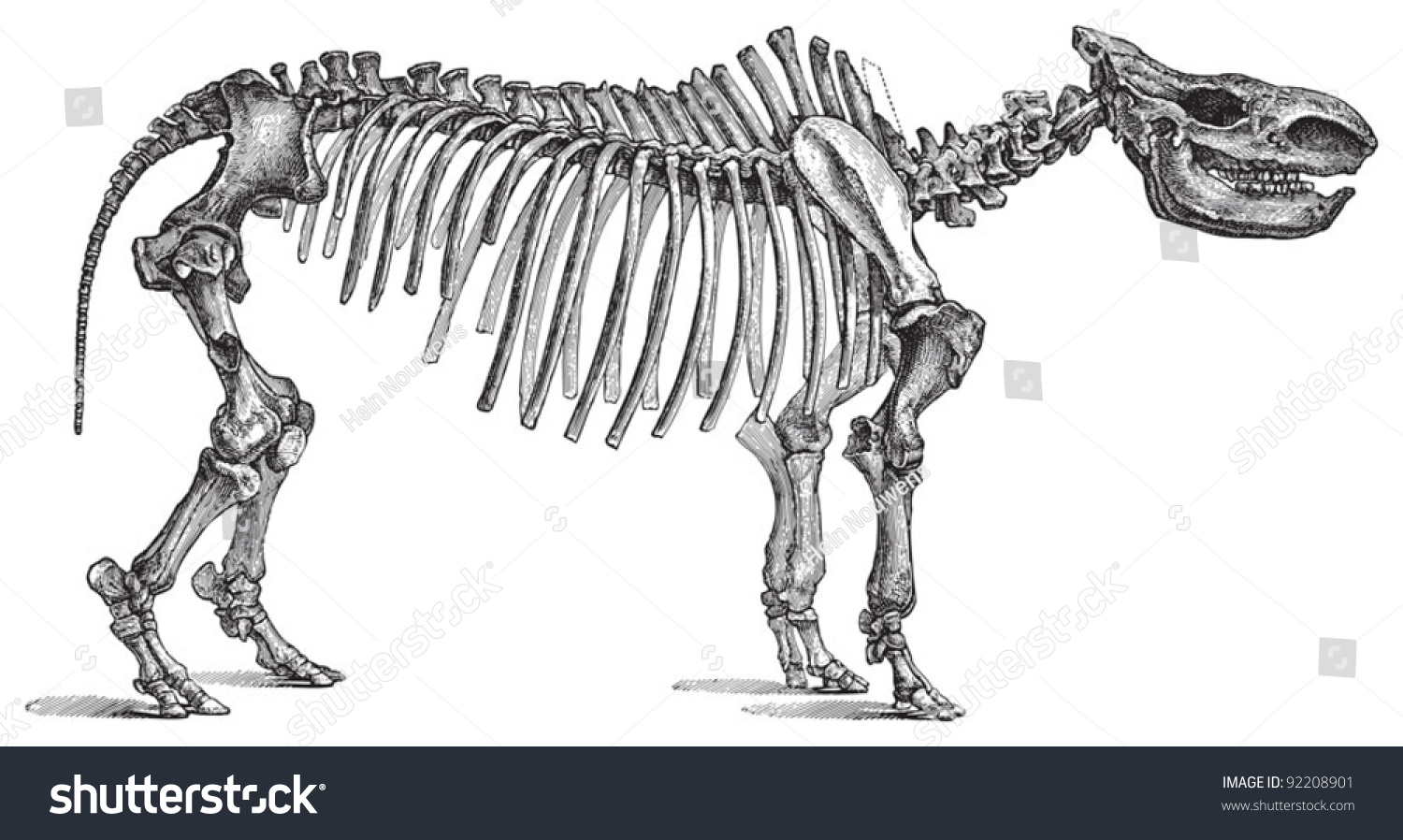 Скелет животного клипарт