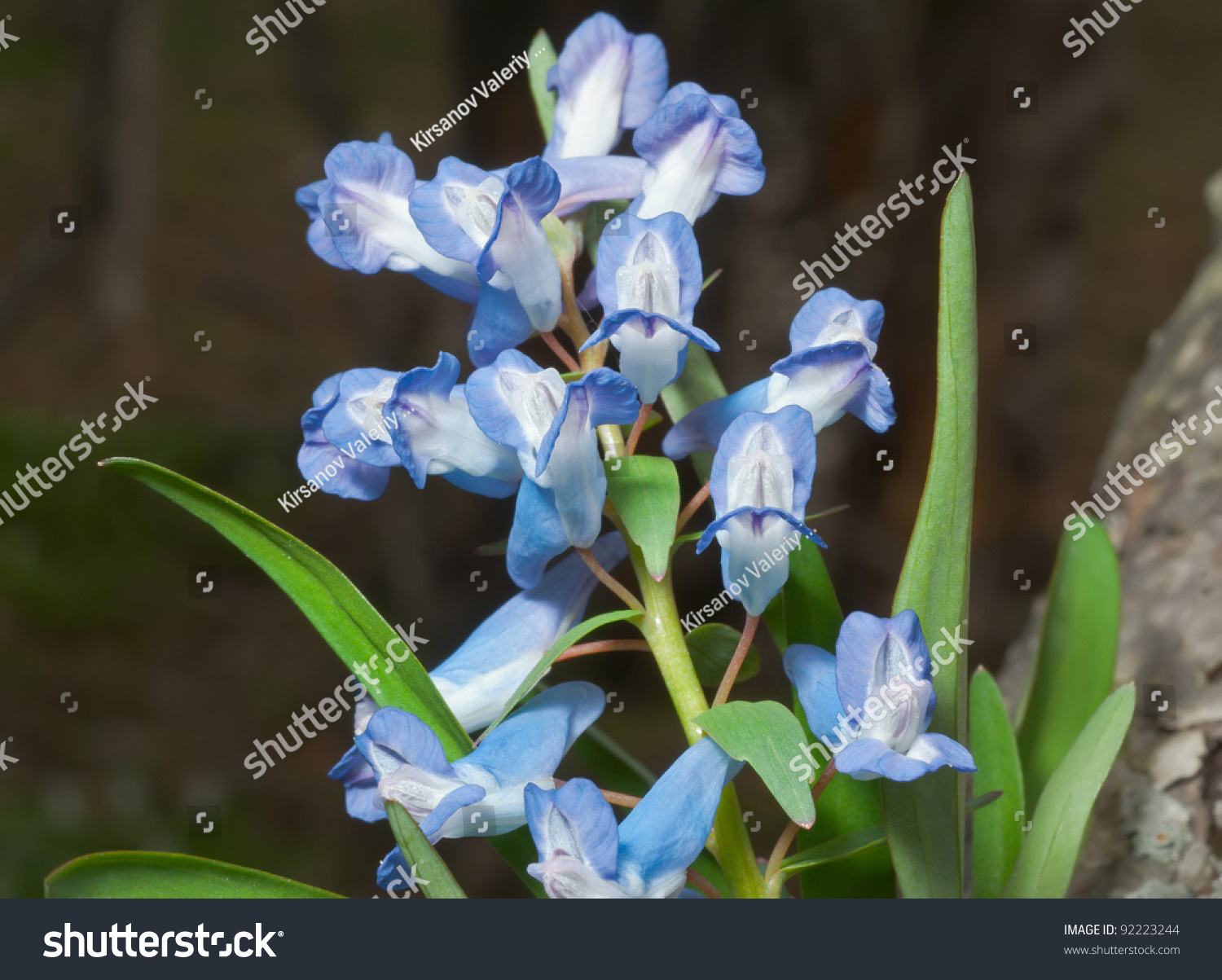 Close Blue Flowers Birthwort Corydalis Early Stock Photo 92223244