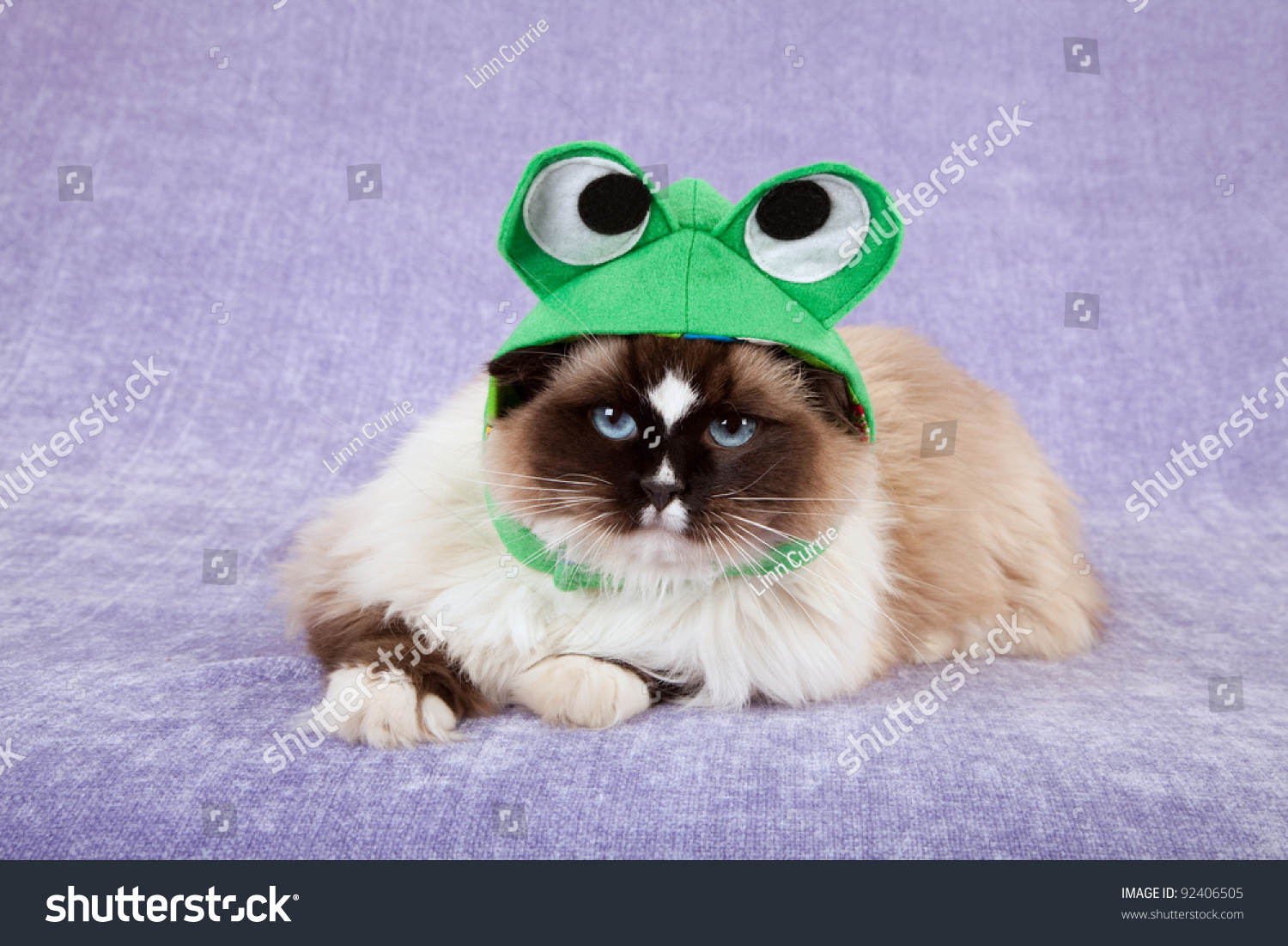 cute cat with frog hat