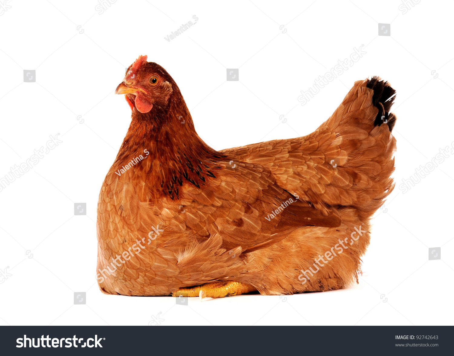 Brown Hen Isolated On White Studio Stock Photo 92742643 | Shutterstock