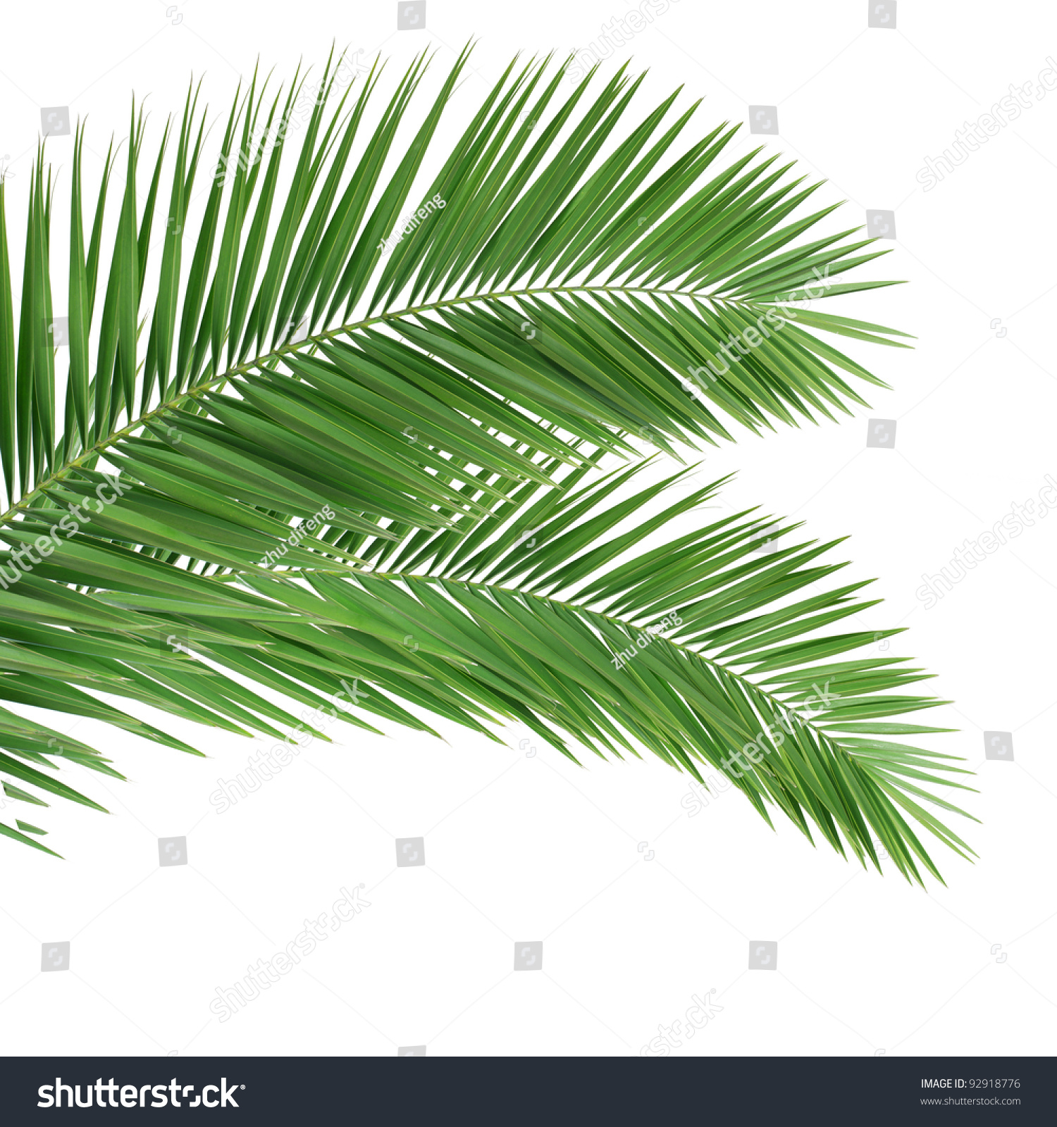 Palm Leaves Isolated On White Stock Photo 92918776 | Shutterstock