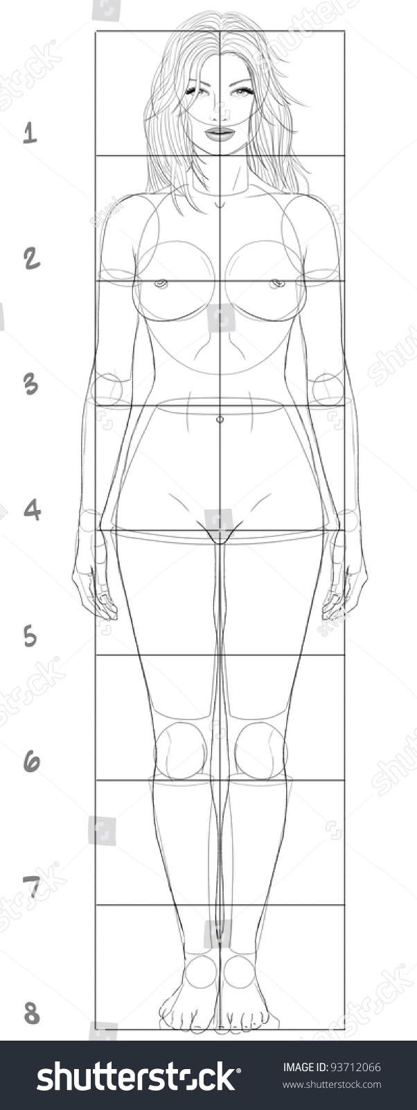 Woman Basic Proportions Stock Illustration 93712066 Shutterstock