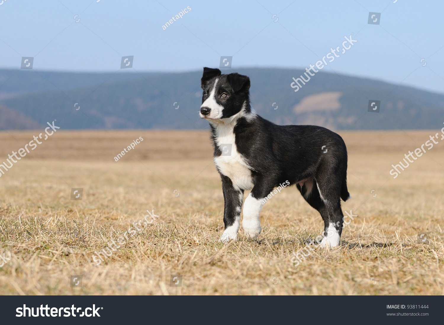 American Border Collie Puppy 8 Weeks Stock Photo 93811444 | Shutterstock