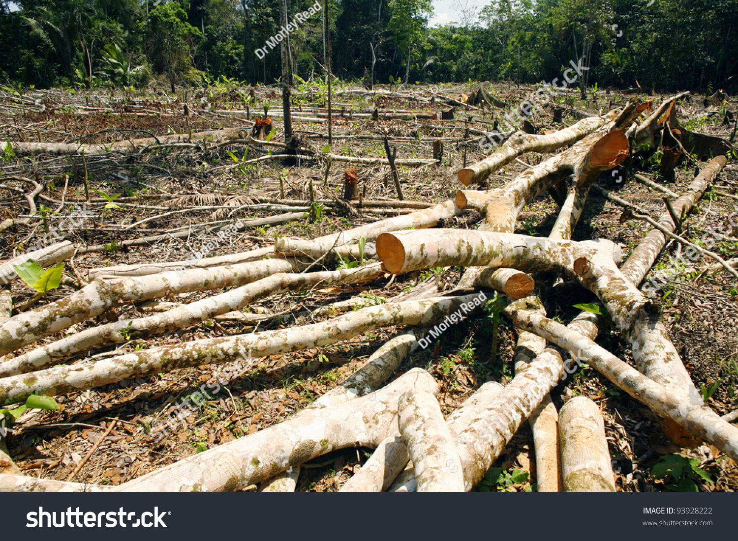Вырубка лесов в Мексике