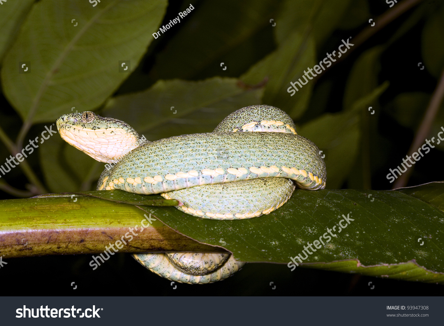 Twostriped Forest Pitviper Bothriopsis Bilineata Resting Stock Photo ...