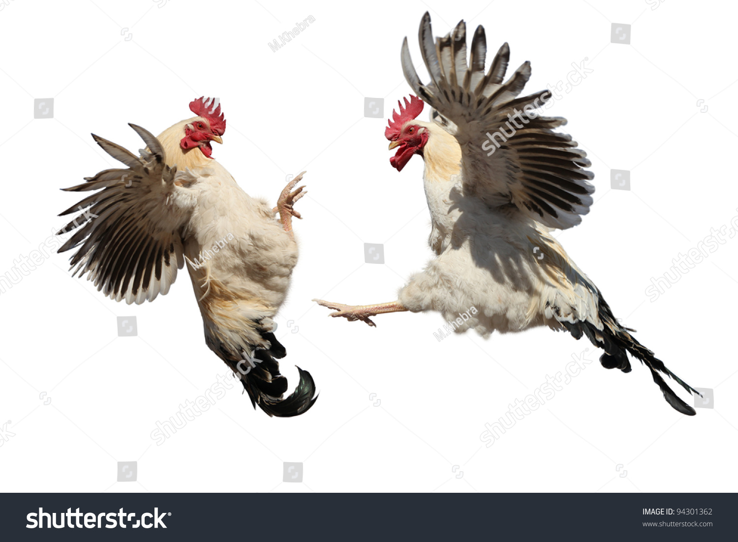 Fighting cock. Боевой петух. Петух летает. Петухи дерутся. Курица летает.