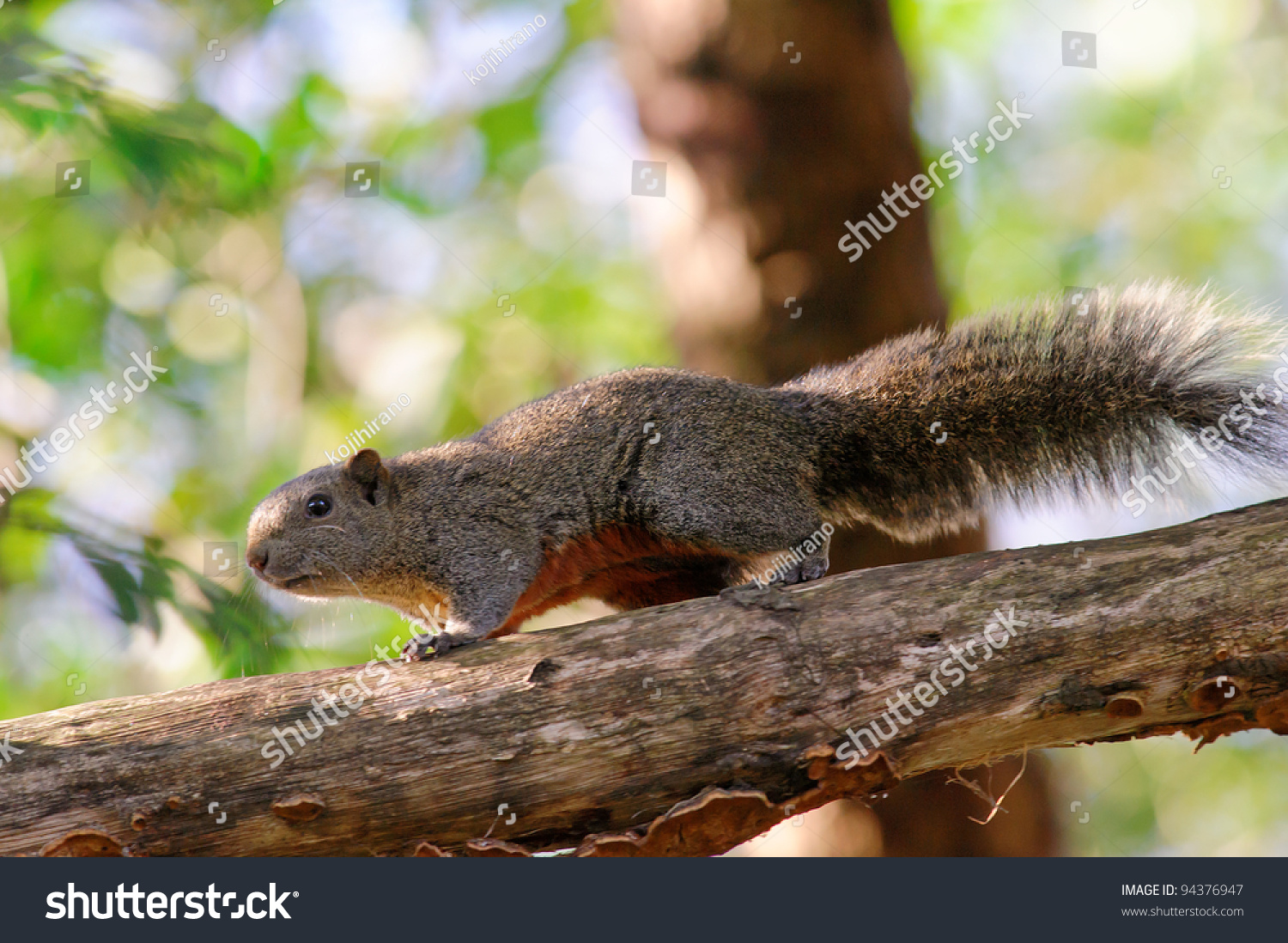 S белка. Callosciurus erythraeus.