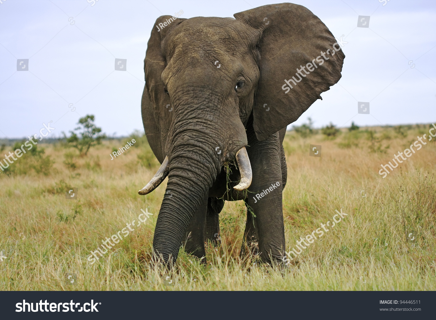 African Elephant Stock Photo 94446511 