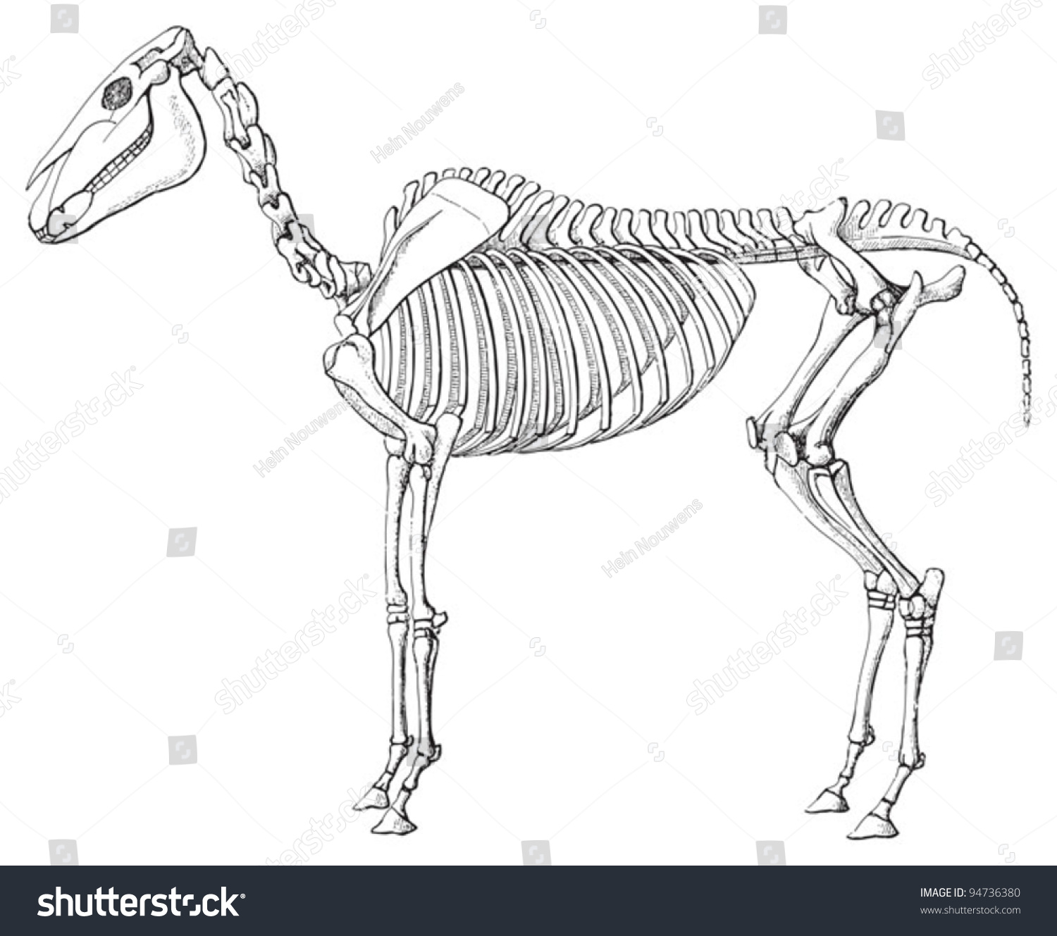Скелет лошади для срисовки