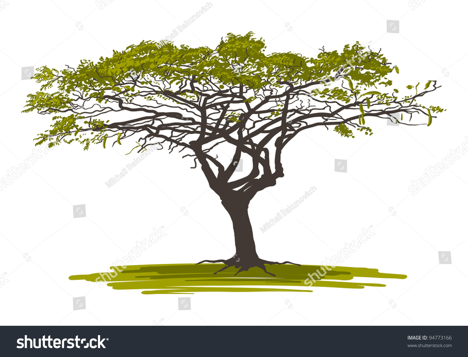 Африканское дерево без фона