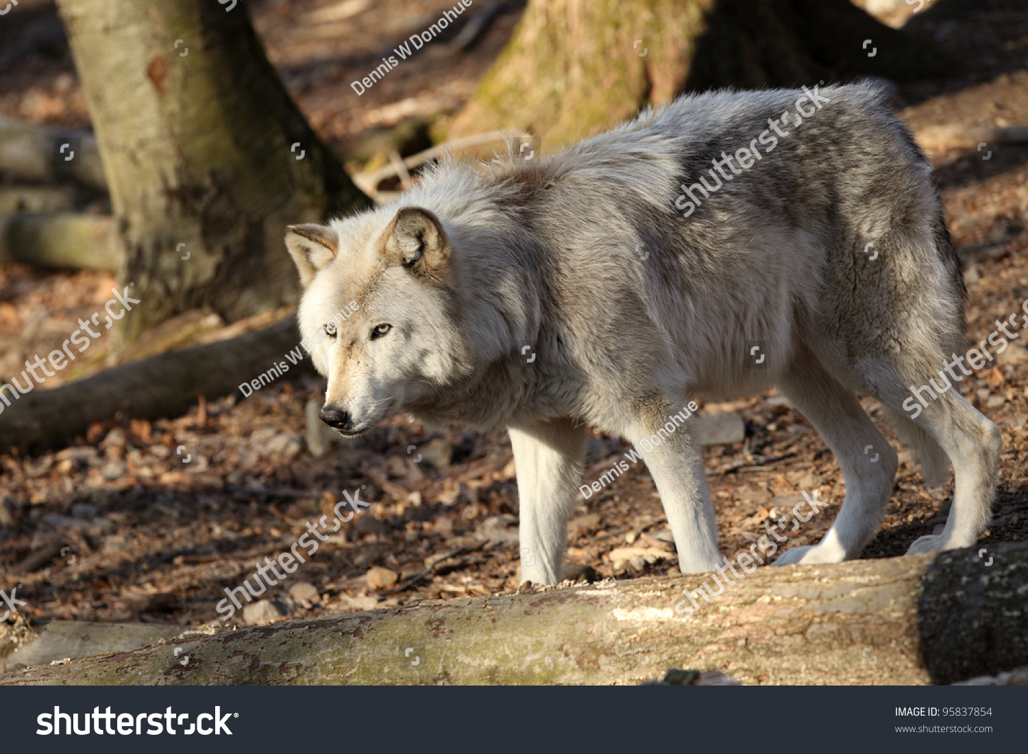 North American Gray Wolf Stock Photo 95837854 Shutterstock