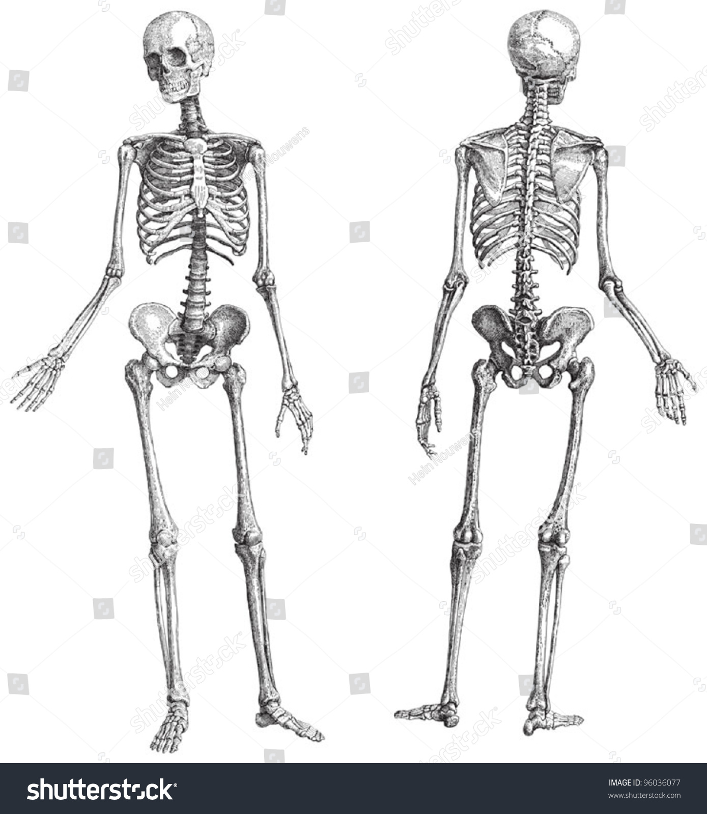Скелет мужчины древний