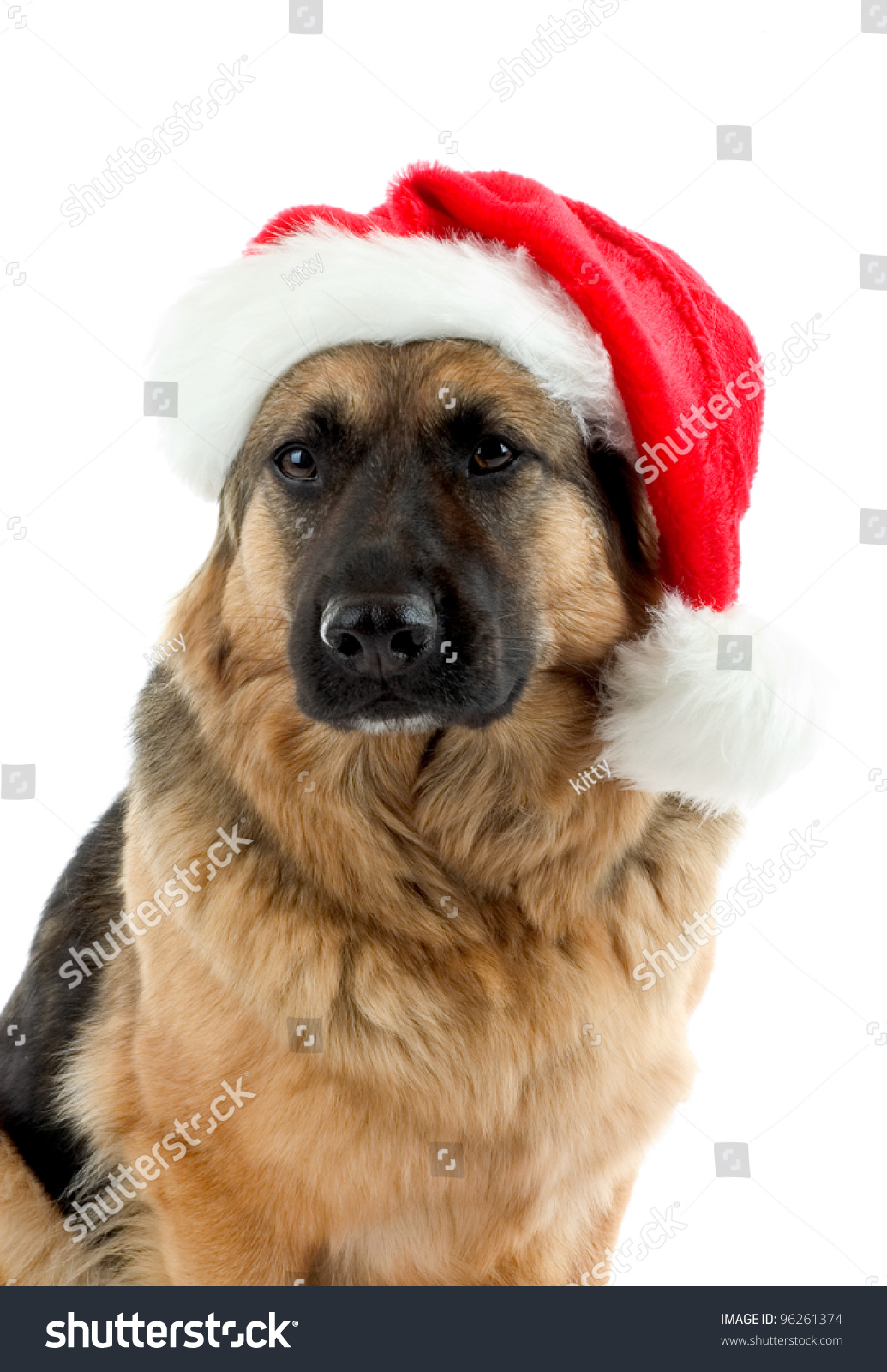 german shepherd in santa hat