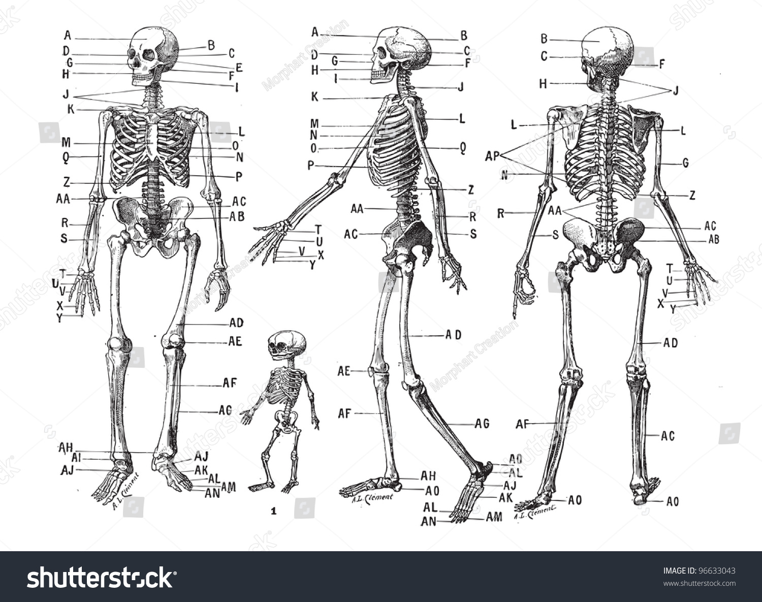 Проекция скелета человека