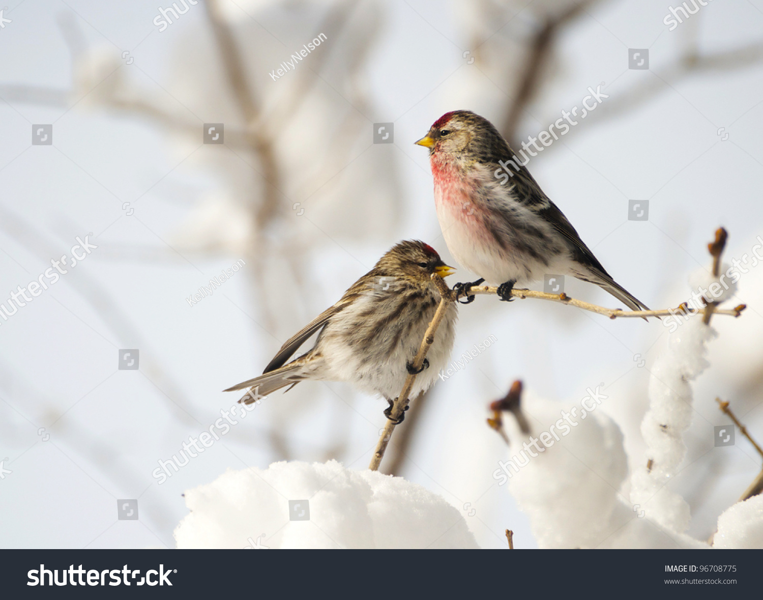 чечетка птица фото самка и самец