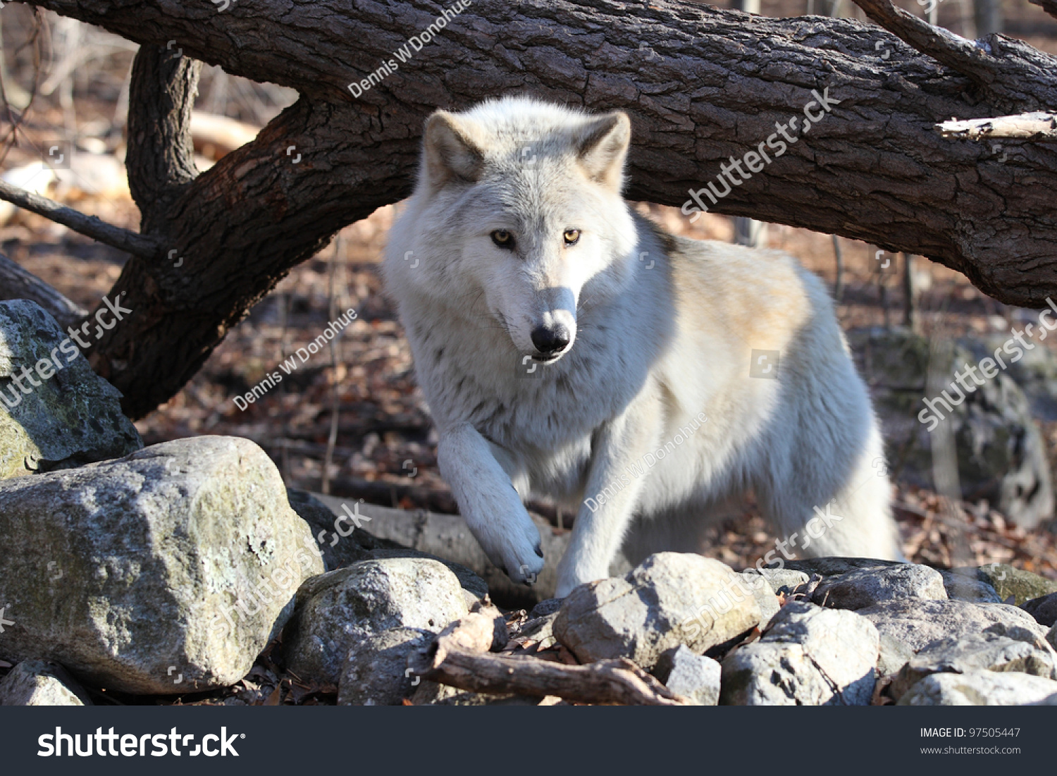 North American Gray Wolf Stock Photo 97505447 Shutterstock