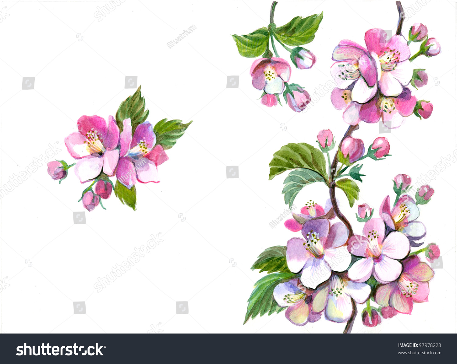 Ветка яблони с цветами рисунок