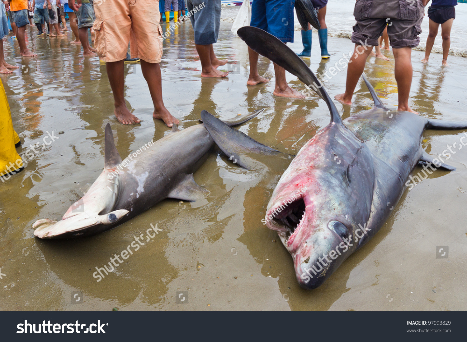 baby thresher shark