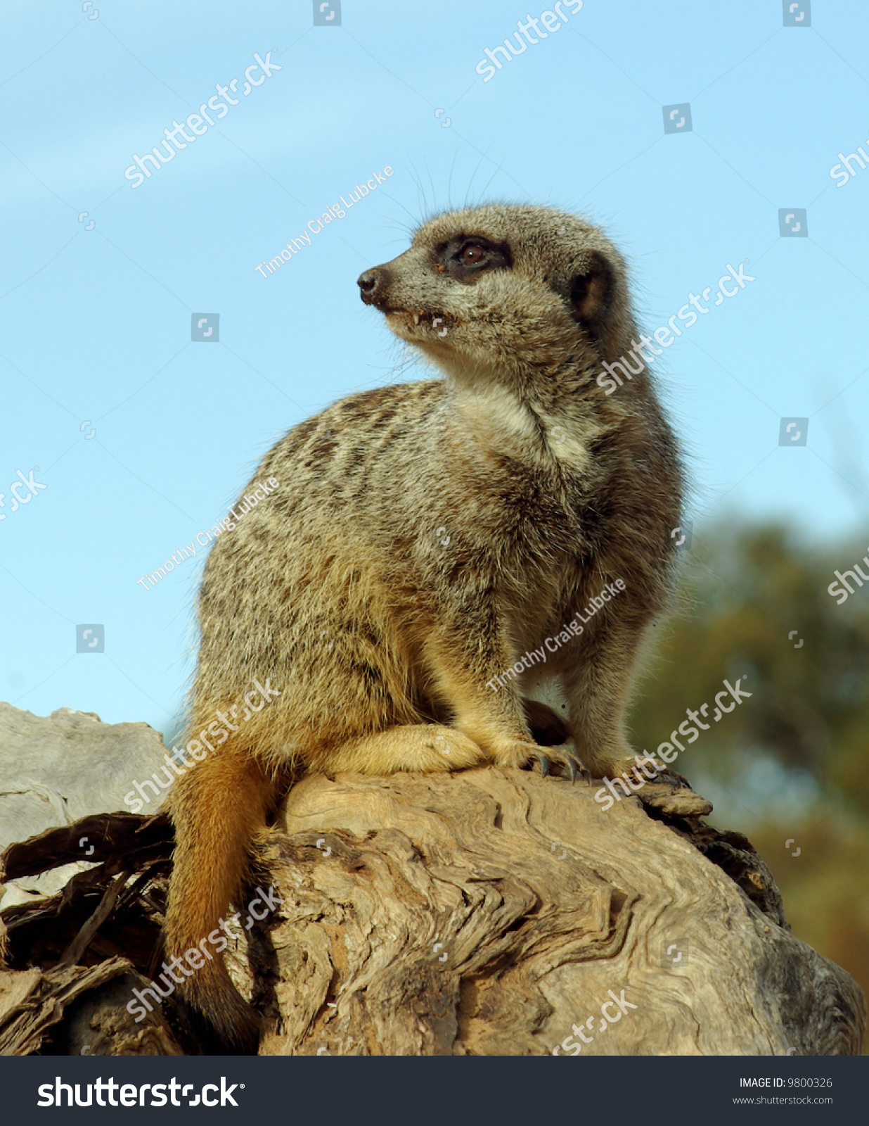 North American River Otter Lontra Canadensis写真素材 Shutterstock