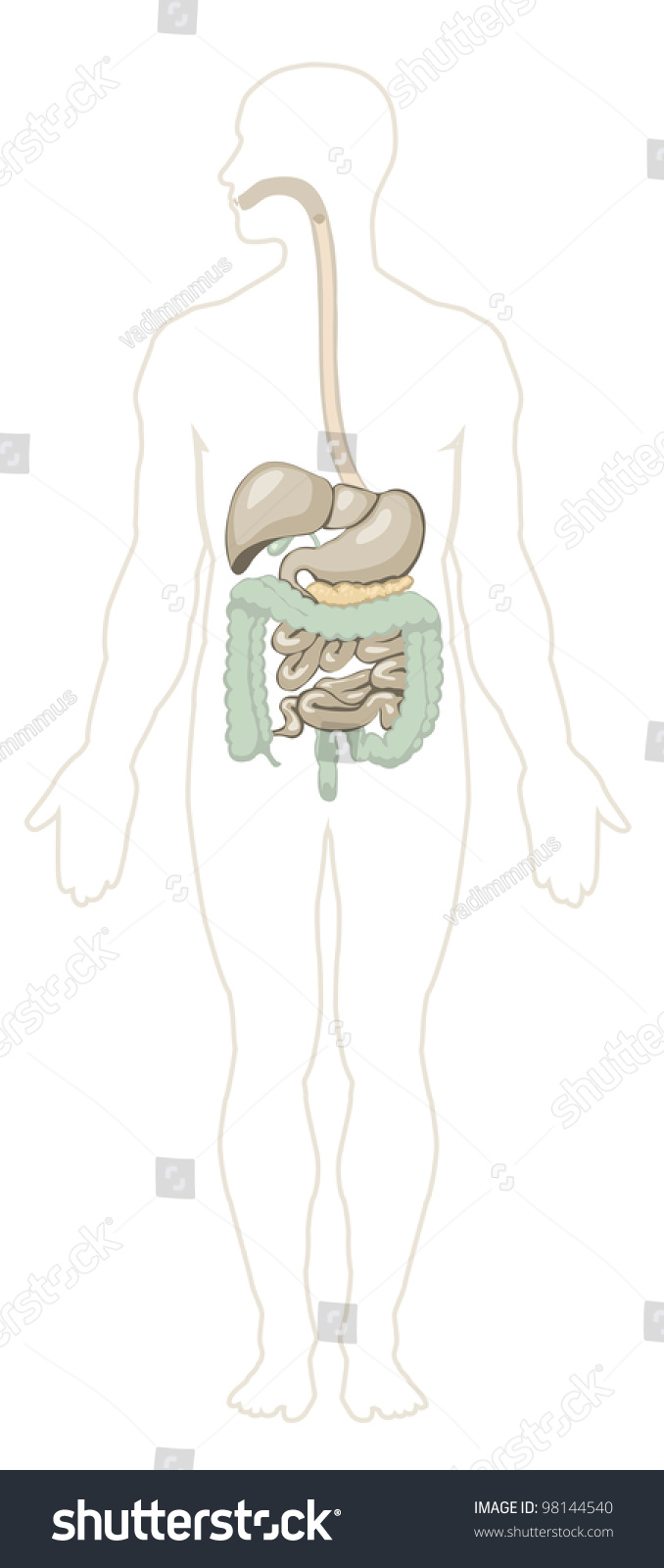 Vector Illustration Human Digestive System Separate Stock Vector ...