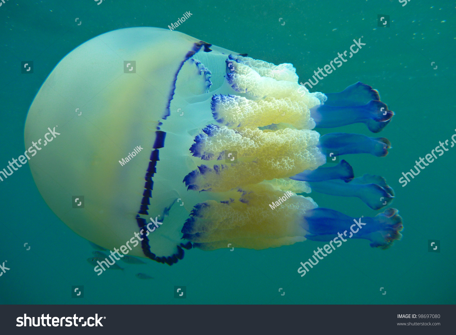 Rhizostoma Pulmo Jellyfish Stock Photo 98697080 | Shutterstock