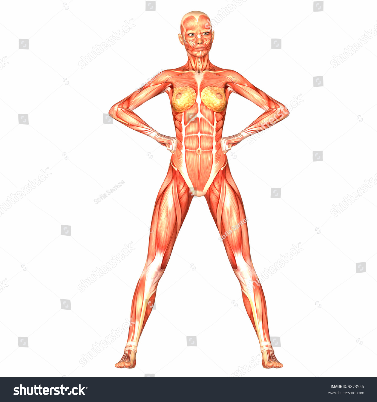 Тело человека женщина