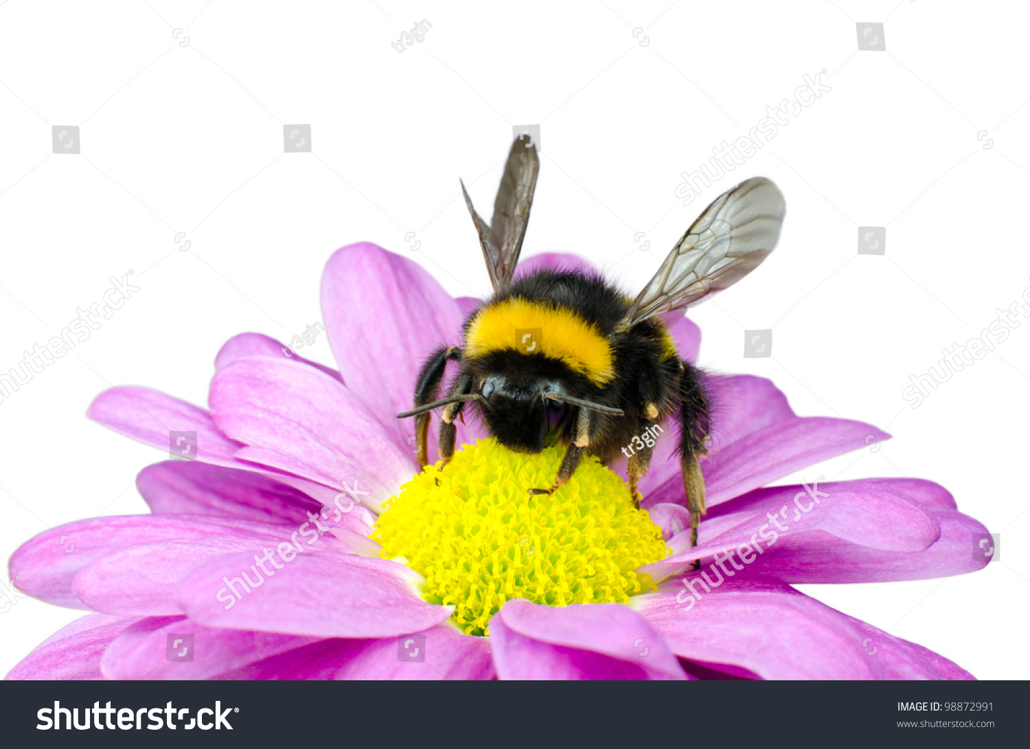 Пчелы опыляют цветок на белом фоне