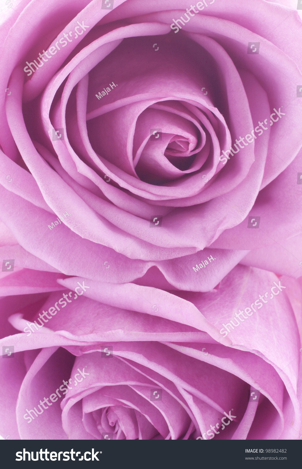 Pink Roses Close Roses Stock Photo 98982482 Shutterstock