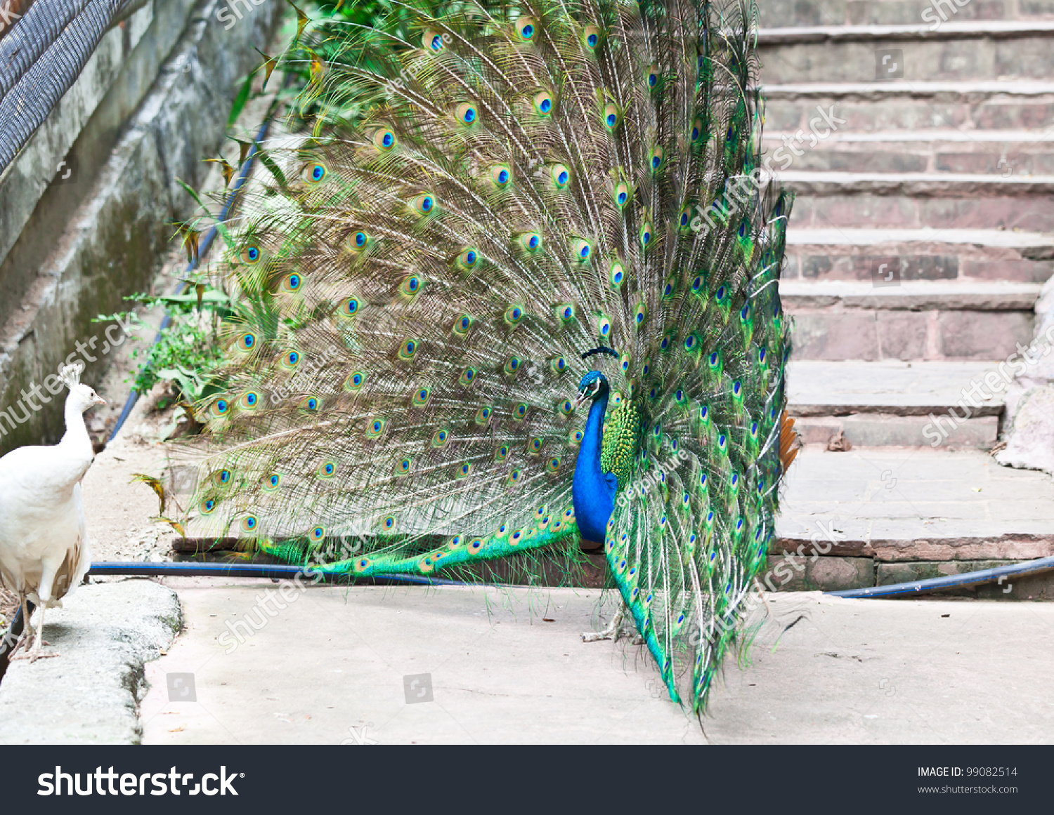 female peacocks white