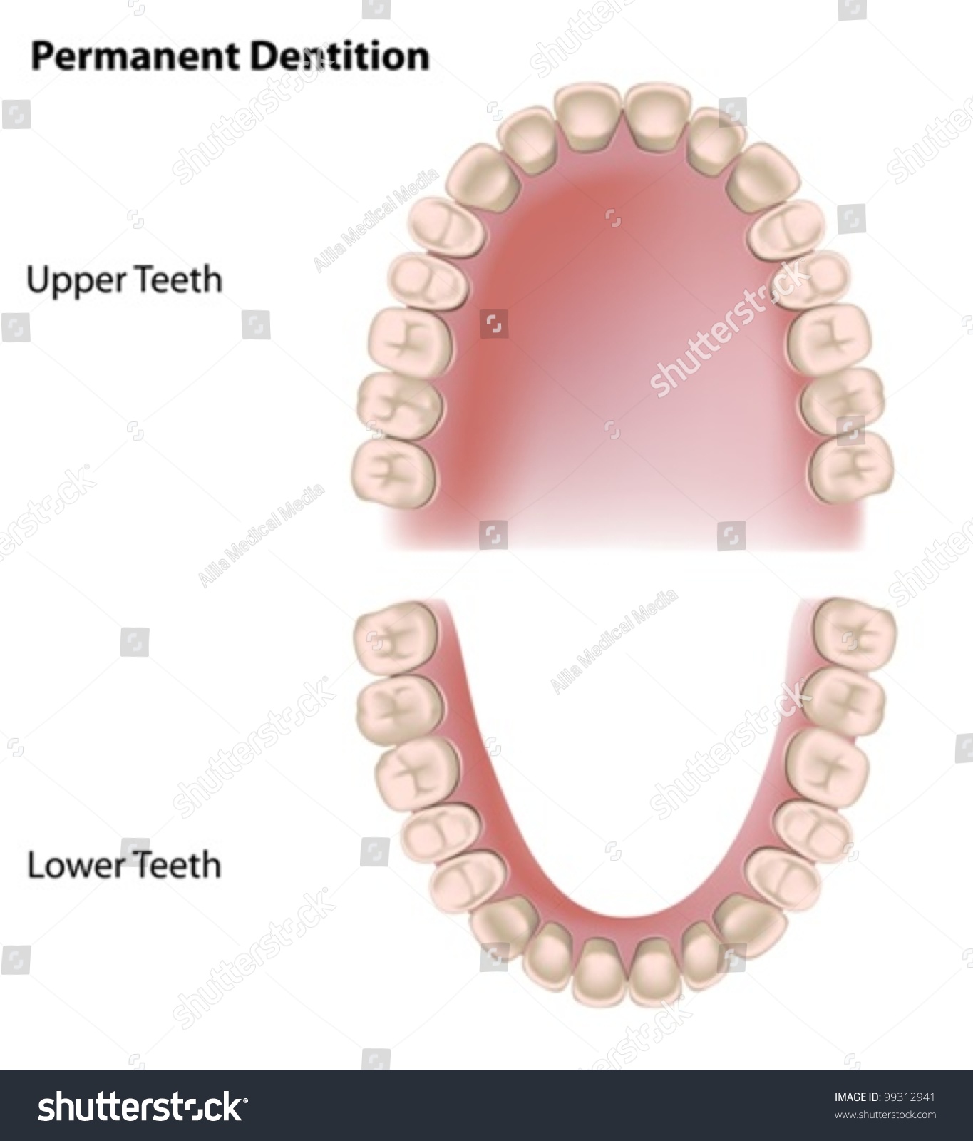 Верхний ряд зубов человека