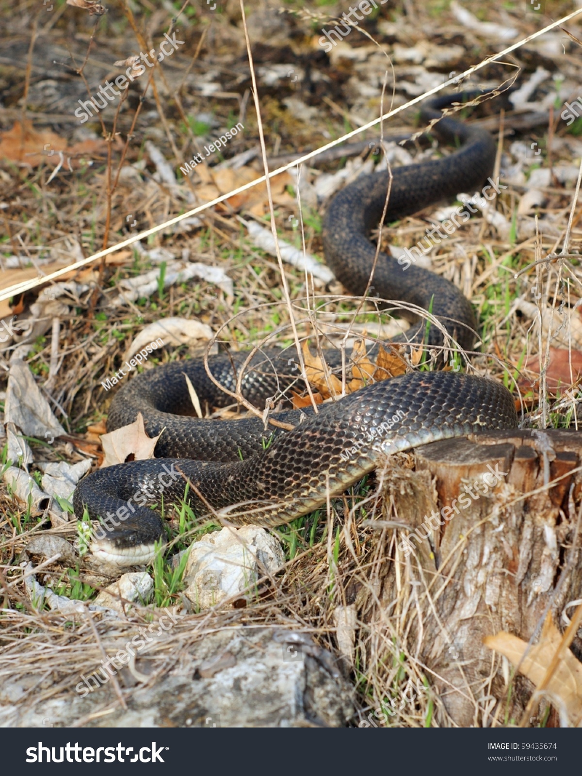 Black Rat Snake Pantherophis Obsoleta Stock Photo 99435674 | Shutterstock