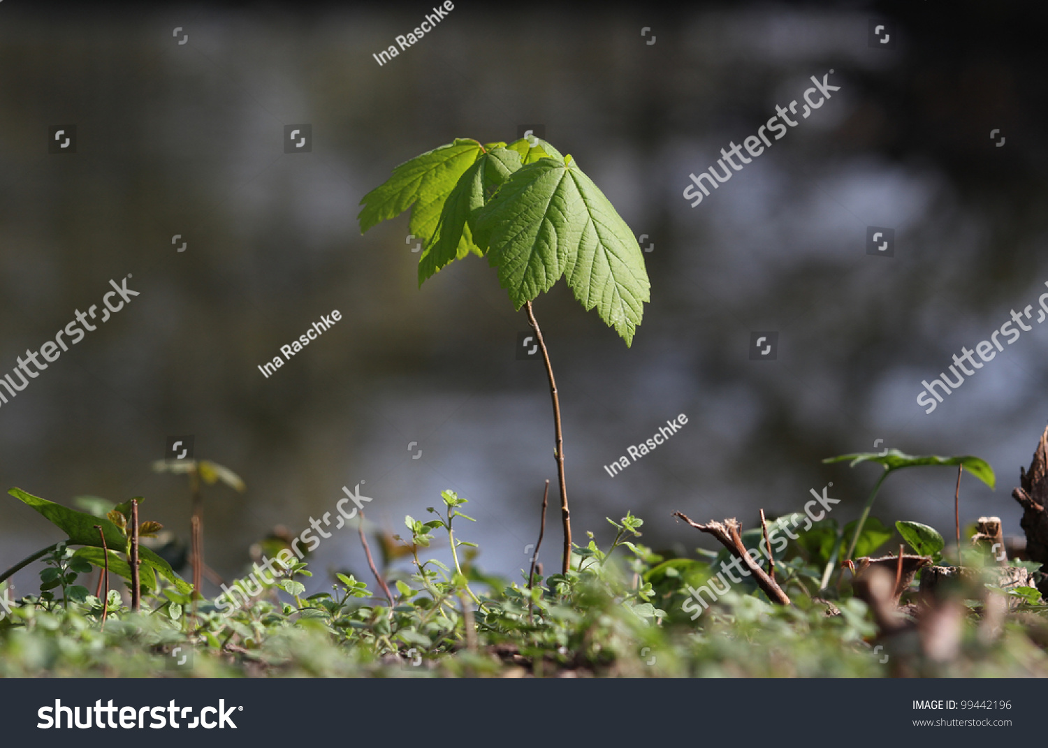 3,379 Maple sapling Images, Stock Photos & Vectors | Shutterstock