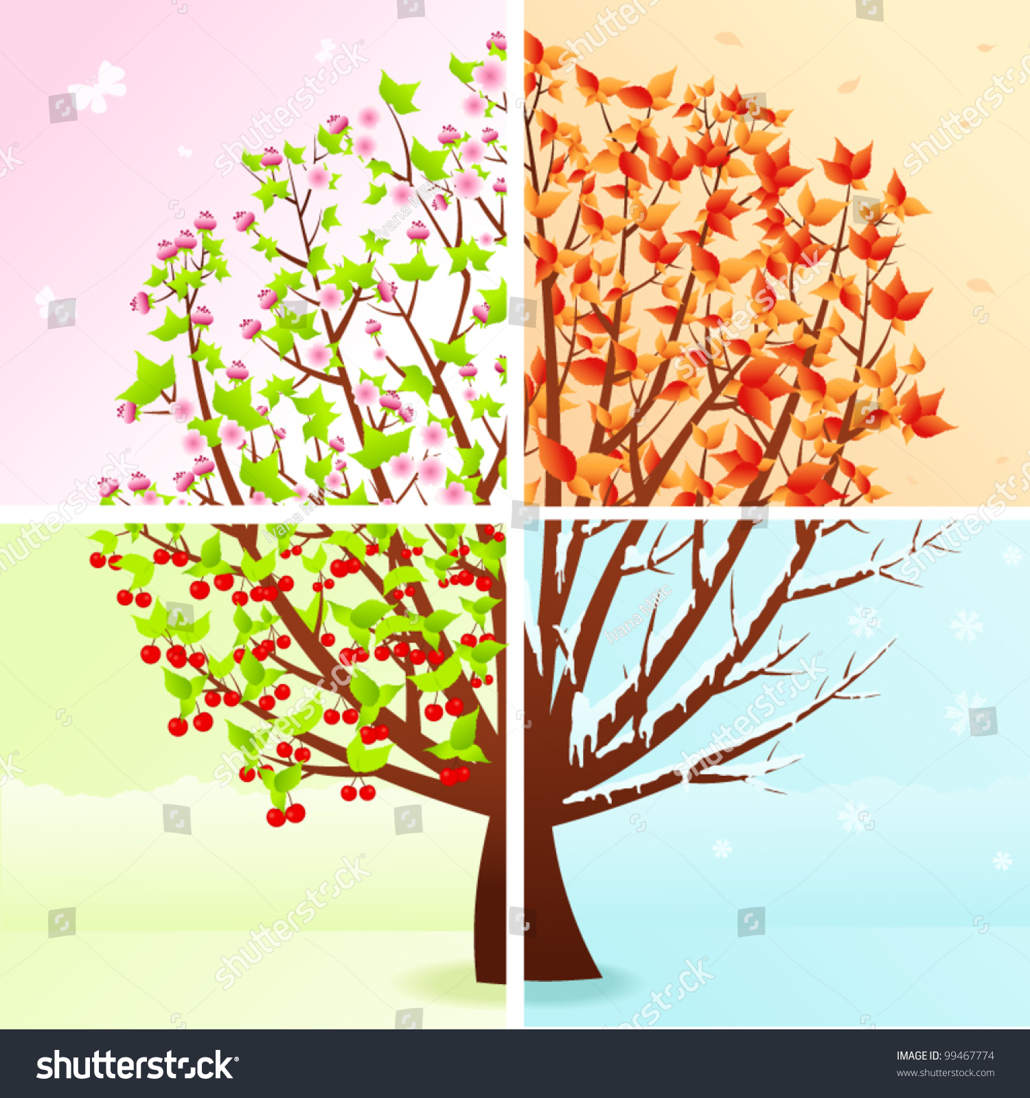 Дерево вишни зимой весной летом