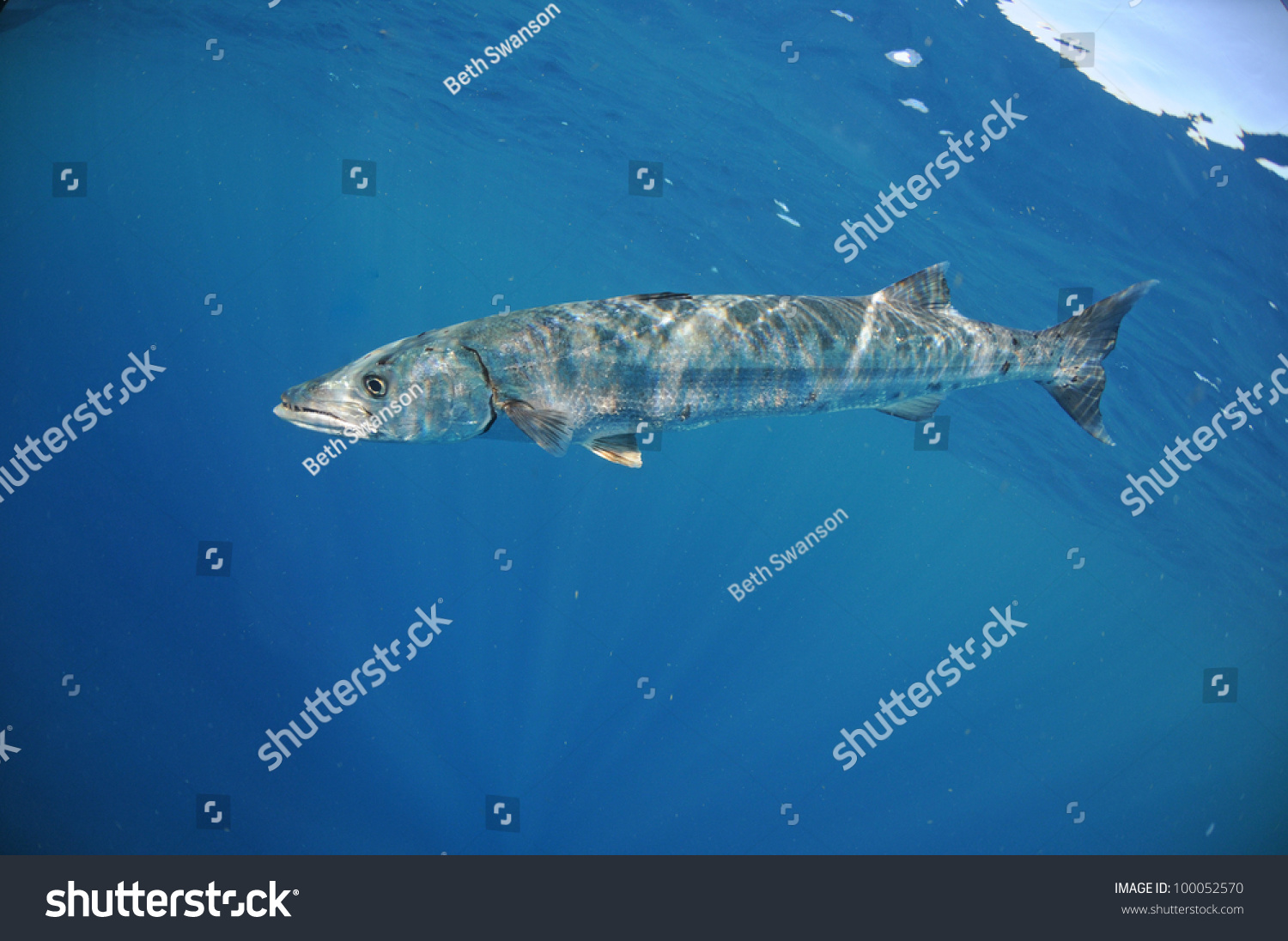 Barracuda fish underwater in ocean #100052570