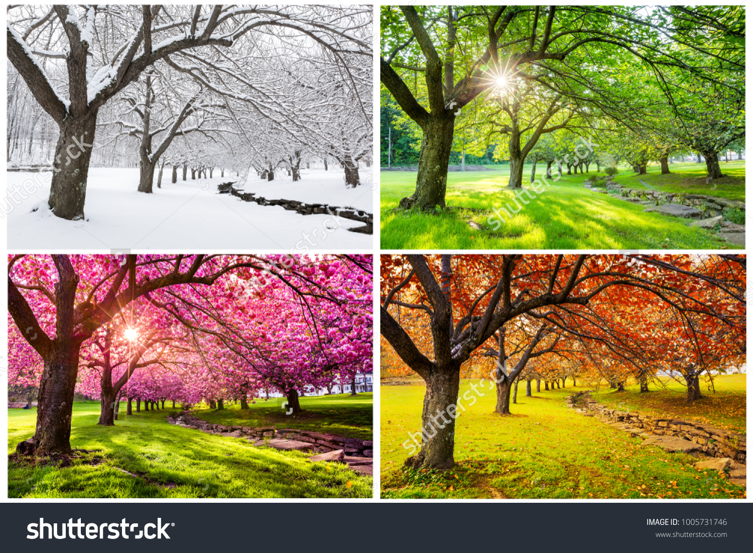 Four seasons with japanese cherry trees in Hurd Park, Dover, New Jersey #1005731746