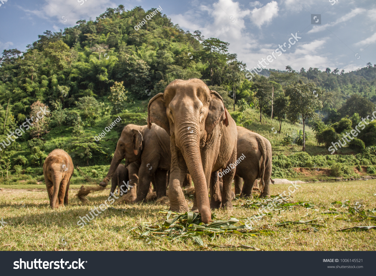 Elephants in Chiang Mai. Elephant Nature Park, Thailand #1006145521
