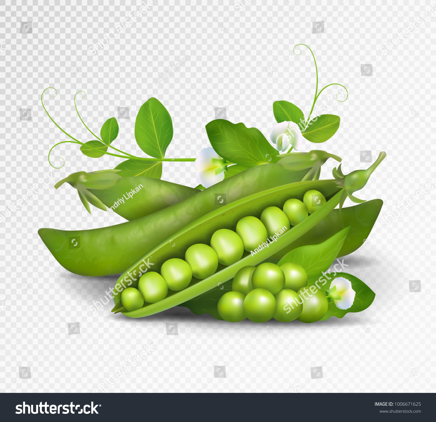 Vector green peas. Photo-realistic vector pods of green peas with leaves and flowers on transparent background. 3d green peas illustration. #1006671625