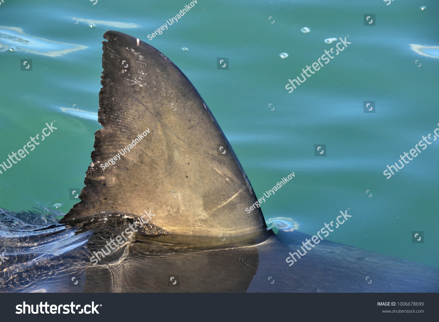 Shark fin above water. Close up.  Back Fin of great white shark, Carcharodon carcharias, False Bay, South Africa, Atlantic Ocean #1006678699