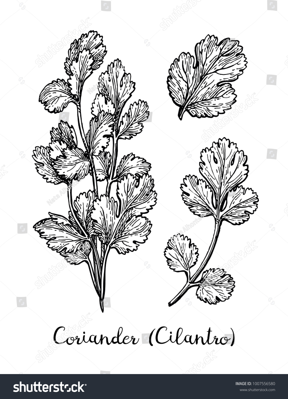Coriander, also known as cilantro or Chinese parsley. Ink sketch set isolated on white background. Hand drawn vector illustration. Retro style. #1007556580
