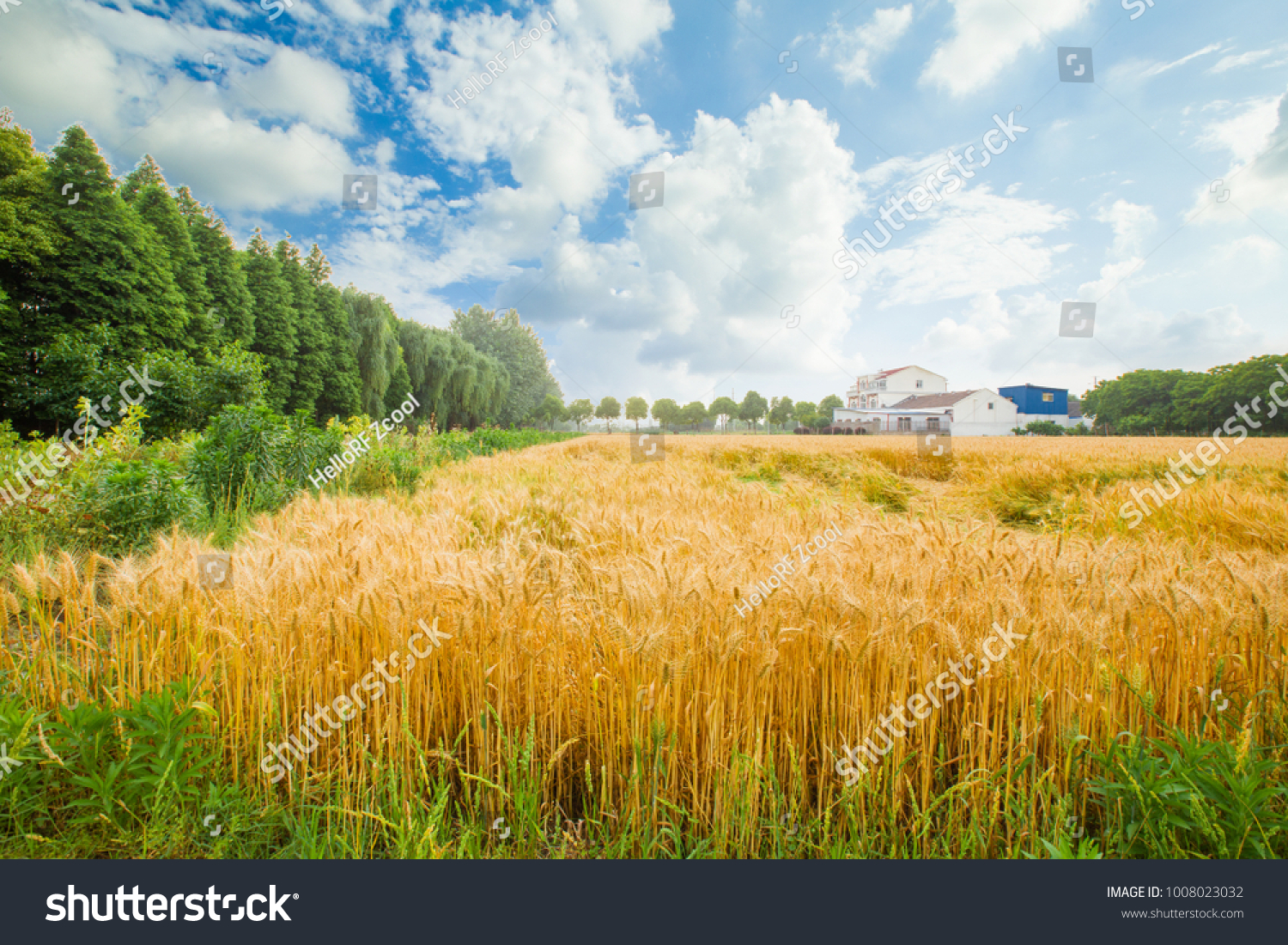 Wheat wheat field wheat field #1008023032